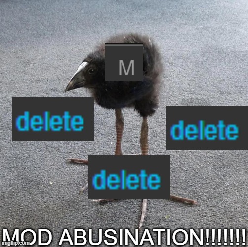 Pukeko chick | MOD ABUSINATION!!!!!!! | image tagged in pukeko chick | made w/ Imgflip meme maker