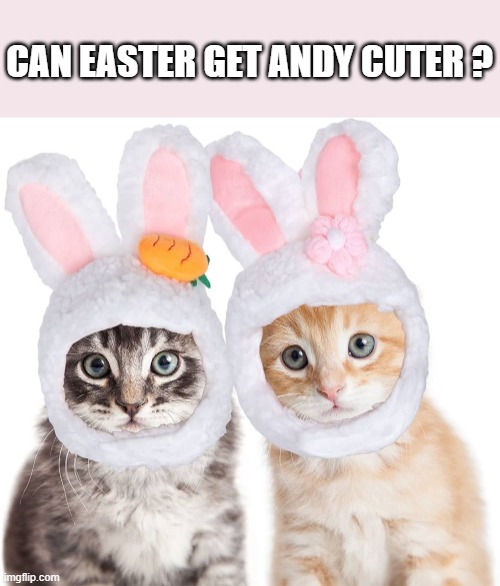 memes by Brad - Two super cute kittens dressed up for Easter - cats - | CAN EASTER GET ANDY CUTER ? | image tagged in cats,kittens,easter,costumes,cute kittens,happy easter | made w/ Imgflip meme maker