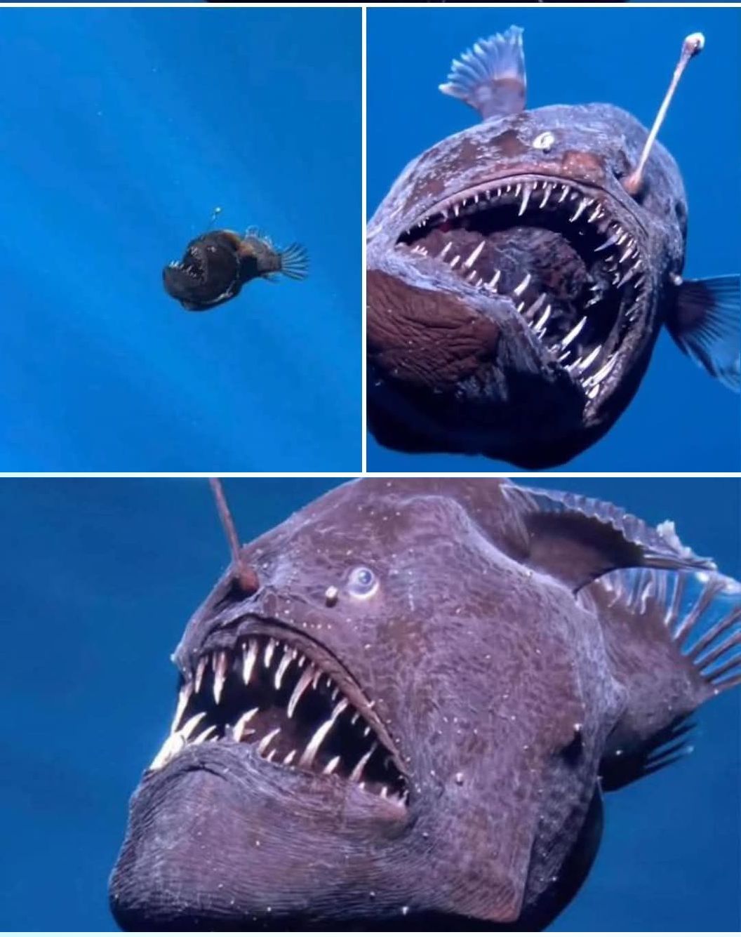 memefish 2025 Blank Meme Template