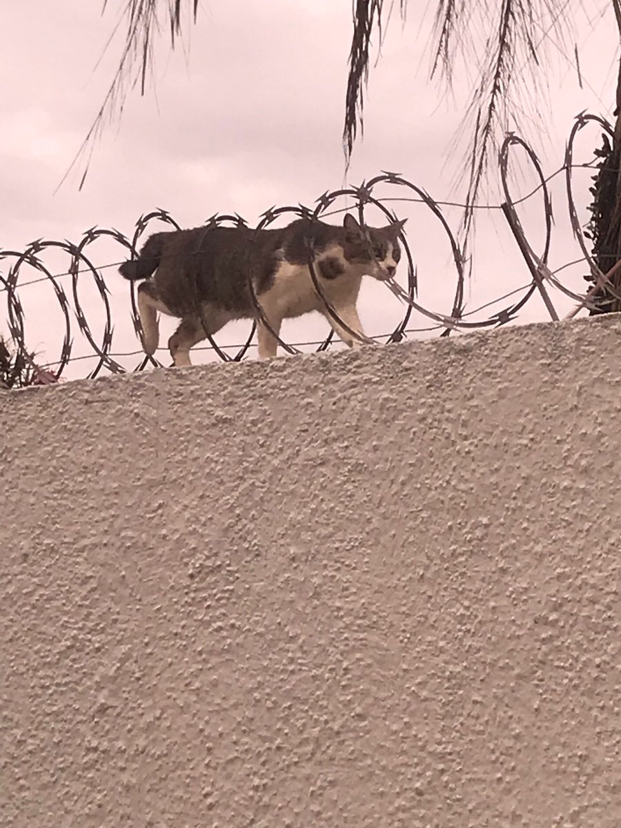 Cat walking through barbed wire Blank Meme Template