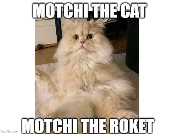 Motchi the King of Cats | MOTCHI THE CAT; MOTCHI THE ROKET | image tagged in lets go | made w/ Imgflip meme maker