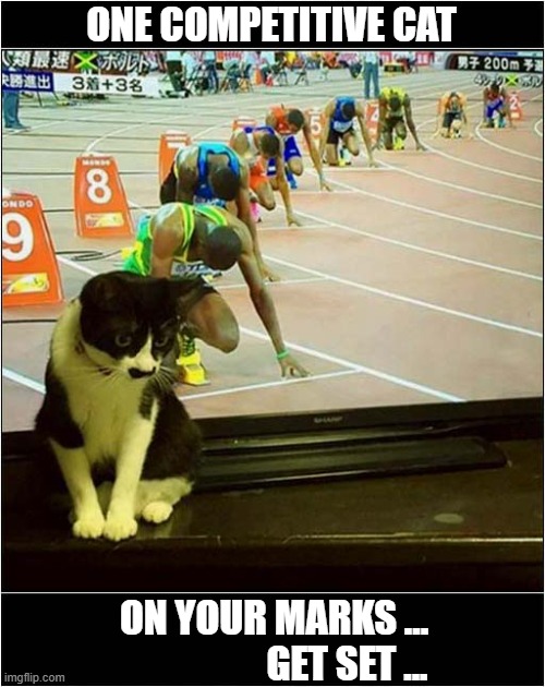 He Loves A Race ! | ONE COMPETITIVE CAT; ON YOUR MARKS ... 
                  GET SET ... | image tagged in cats,competition,race | made w/ Imgflip meme maker