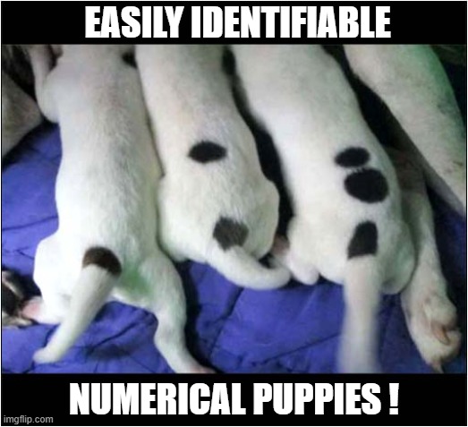 How You Tell Tell Apart ! | EASILY IDENTIFIABLE; NUMERICAL PUPPIES ! | image tagged in dogs,puppies,markings | made w/ Imgflip meme maker