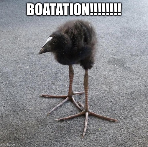 Pukeko chick | BOATATION!!!!!!!! | image tagged in pukeko chick | made w/ Imgflip meme maker
