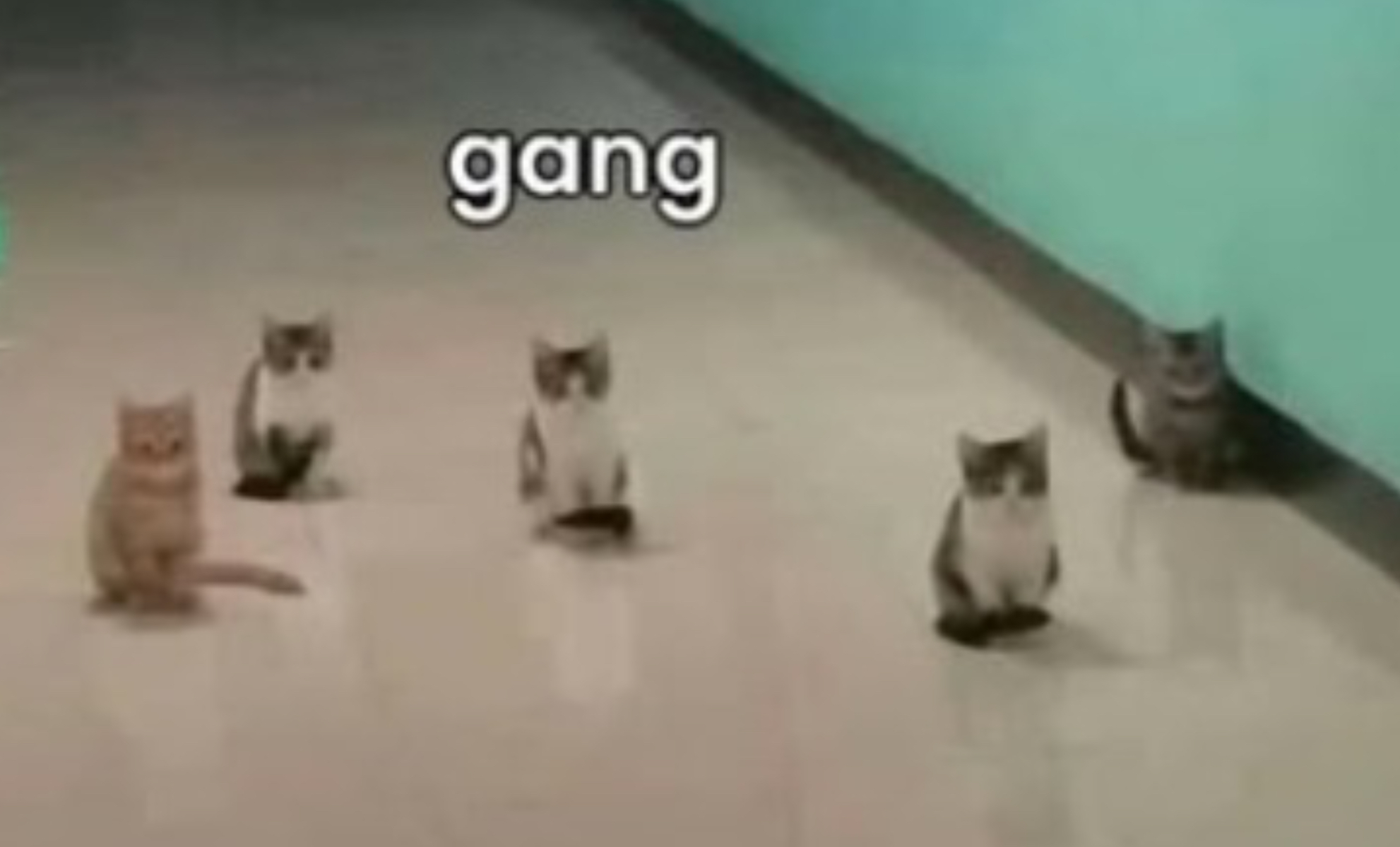 Gang Blank Meme Template