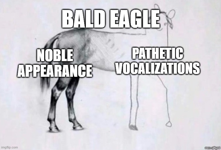 Bald Eagle sound design | BALD EAGLE; PATHETIC VOCALIZATIONS; NOBLE APPEARANCE | image tagged in horse drawing | made w/ Imgflip meme maker