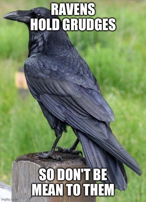 Ravens | RAVENS HOLD GRUDGES; SO DON'T BE MEAN TO THEM | image tagged in raven,grudge,smart,bird,animals | made w/ Imgflip meme maker