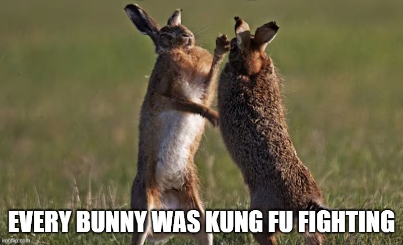 Rabbit Fight | EVERY BUNNY WAS KUNG FU FIGHTING | image tagged in bunnies | made w/ Imgflip meme maker