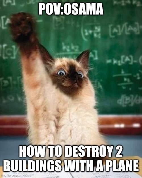 answer cat | POV:OSAMA; HOW TO DESTROY 2 BUILDINGS WITH A PLANE | image tagged in answer cat | made w/ Imgflip meme maker