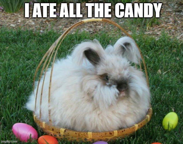 Fattie | I ATE ALL THE CANDY | image tagged in bunnies | made w/ Imgflip meme maker