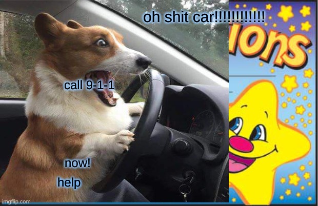 corgi memes | oh shit car!!!!!!!!!!!! call 9-1-1; now! help | image tagged in memes,happy star congratulations | made w/ Imgflip meme maker