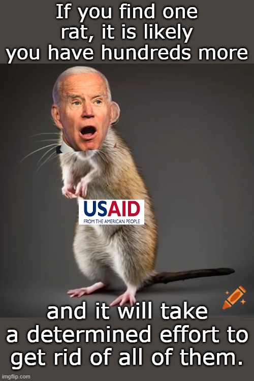 The US government has been infested for over a century, we are only getting started eliminating the problems. Reform elections. | If you find one rat, it is likely you have hundreds more; and it will take a determined effort to get rid of all of them. | image tagged in rat | made w/ Imgflip meme maker