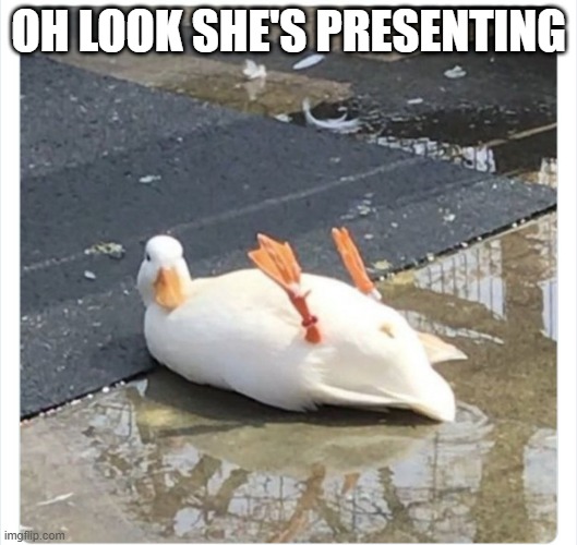 Presenting | OH LOOK SHE'S PRESENTING | image tagged in ducks | made w/ Imgflip meme maker