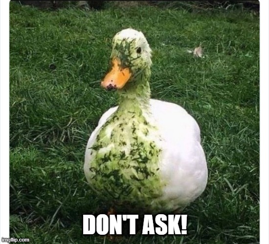 Messy Duck | DON'T ASK! | image tagged in ducks | made w/ Imgflip meme maker