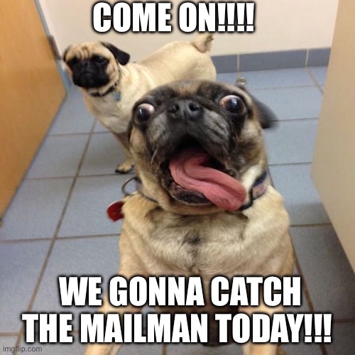 TO THE MAILMAN!!! | COME ON!!!! WE GONNA CATCH THE MAILMAN TODAY!!! | image tagged in excited puppies,dogs,puppies,mailman | made w/ Imgflip meme maker