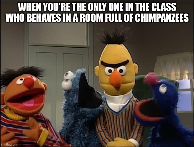 Annoyed Bert | WHEN YOU'RE THE ONLY ONE IN THE CLASS WHO BEHAVES IN A ROOM FULL OF CHIMPANZEES | image tagged in annoyed bert | made w/ Imgflip meme maker