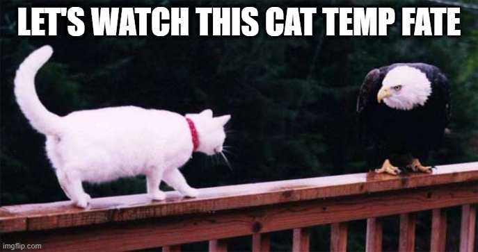 Cat n Eagle | LET'S WATCH THIS CAT TEMP FATE | image tagged in cats | made w/ Imgflip meme maker