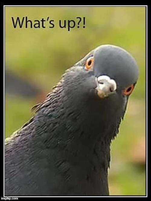 Pigeon | image tagged in pigeon | made w/ Imgflip meme maker