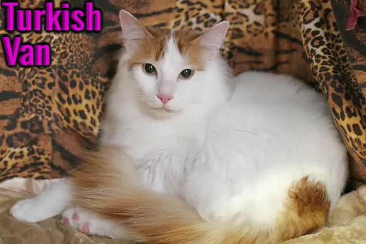 Turkish Van | made w/ Imgflip meme maker