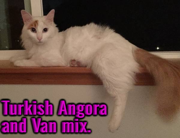 Turkish Angora and Van mix. | made w/ Imgflip meme maker