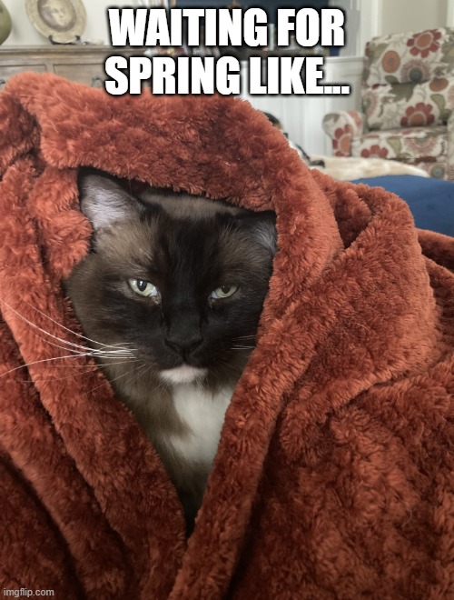 spring | WAITING FOR SPRING LIKE... | image tagged in funny,funny memes | made w/ Imgflip meme maker