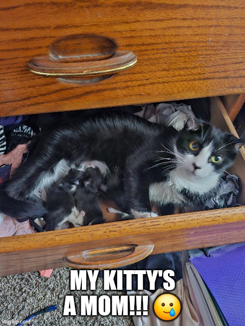 MY KITTY'S A MOM!!! 🥲 | made w/ Imgflip meme maker