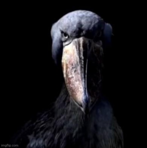 spooky bird | image tagged in spooky bird | made w/ Imgflip meme maker