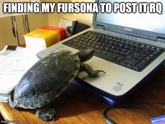 Turtle Computer | FINDING MY FURSONA TO POST IT RQ | image tagged in turtle computer | made w/ Imgflip meme maker