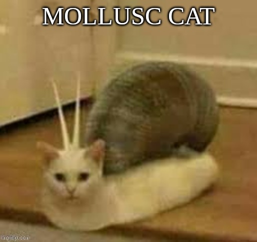 is it a cat or a snail | MOLLUSC CAT | image tagged in cat | made w/ Imgflip meme maker