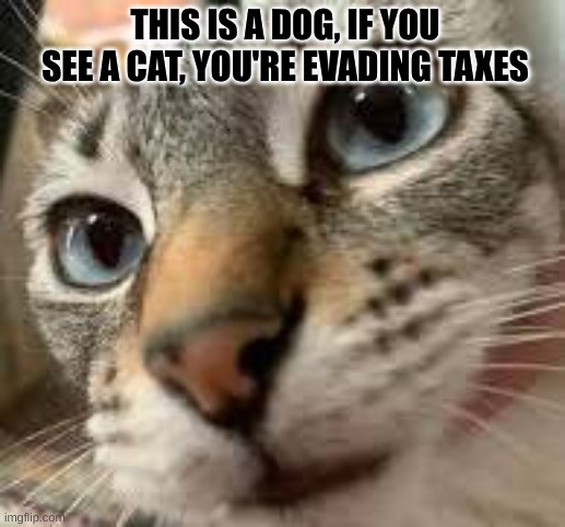 Tax evasion? I know! | THIS IS A DOG, IF YOU SEE A CAT, YOU'RE EVADING TAXES | image tagged in taxes,cat,dog | made w/ Imgflip meme maker