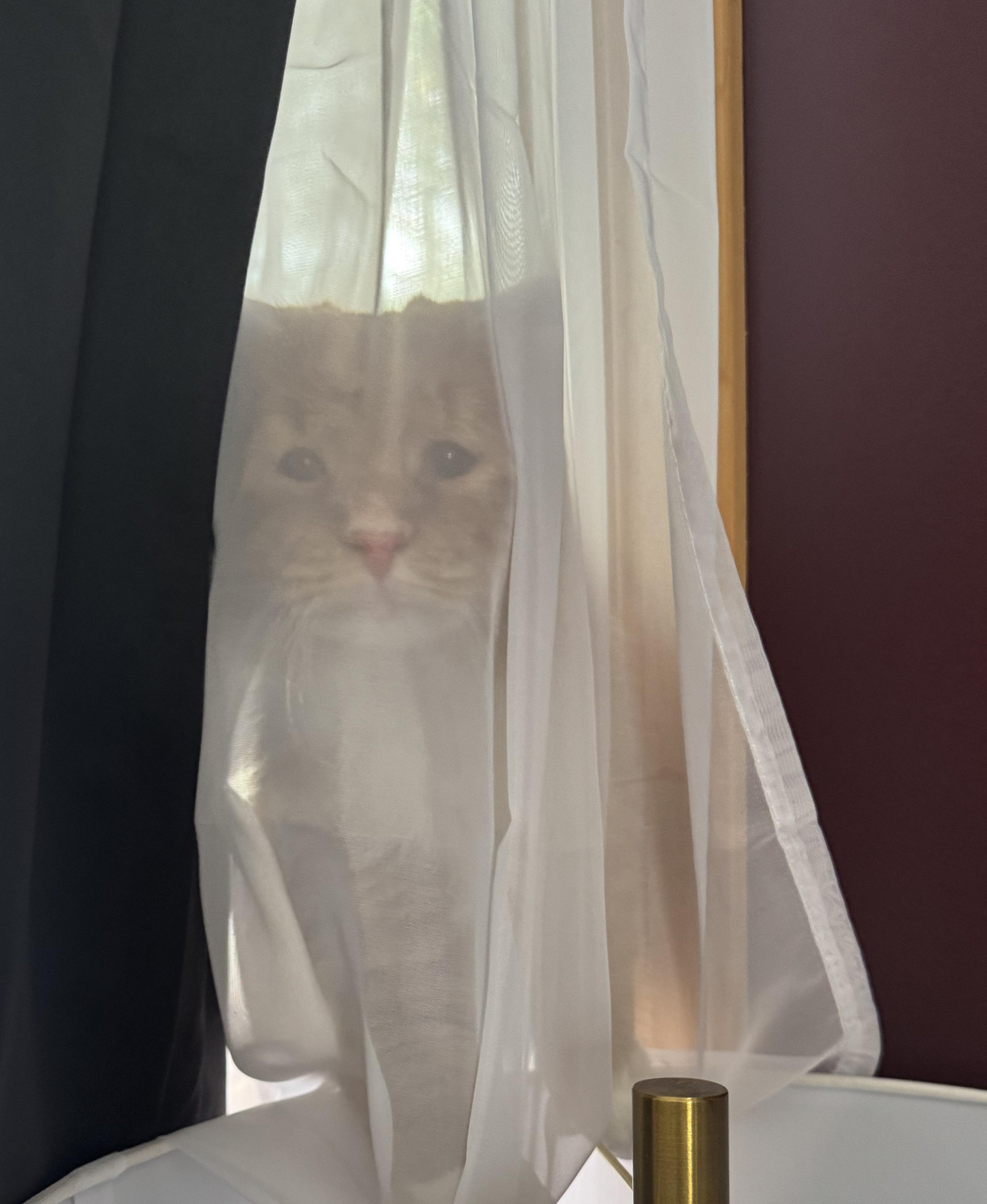 High Quality halp cat Blank Meme Template