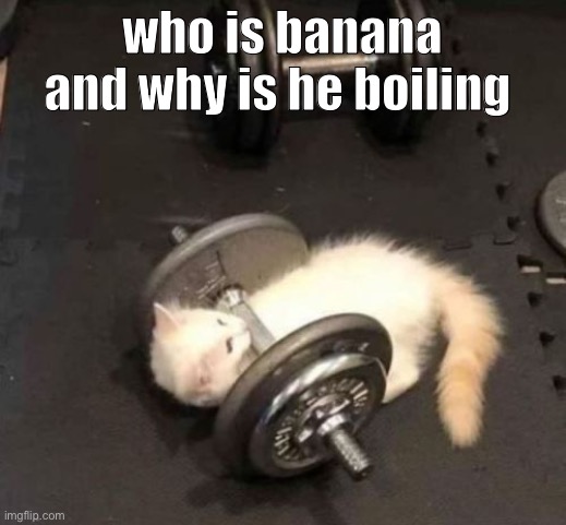 cat working out | who is banana and why is he boiling | image tagged in cat working out | made w/ Imgflip meme maker