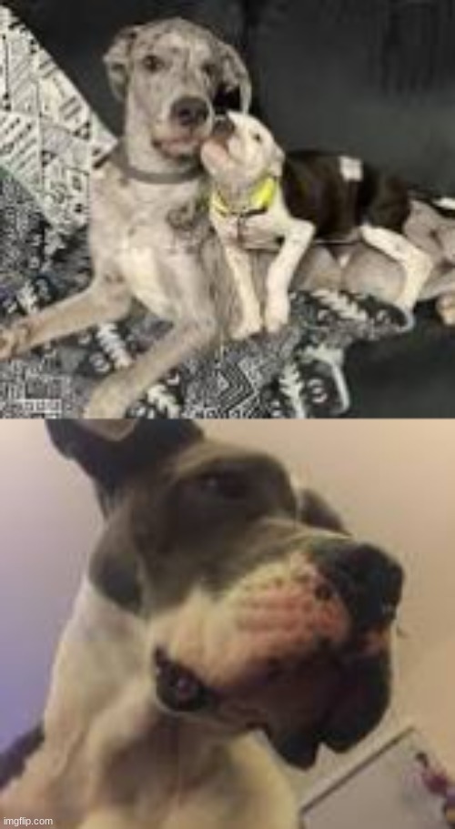 Random pics of 3 of 6 dogs | made w/ Imgflip meme maker