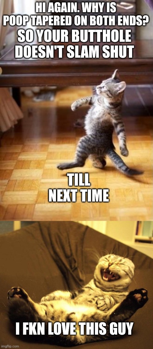 HI AGAIN. WHY IS POOP TAPERED ON BOTH ENDS? SO YOUR BUTTHOLE DOESN'T SLAM SHUT; TILL NEXT TIME; I FKN LOVE THIS GUY | image tagged in memes,cool cat stroll,laughing cat | made w/ Imgflip meme maker