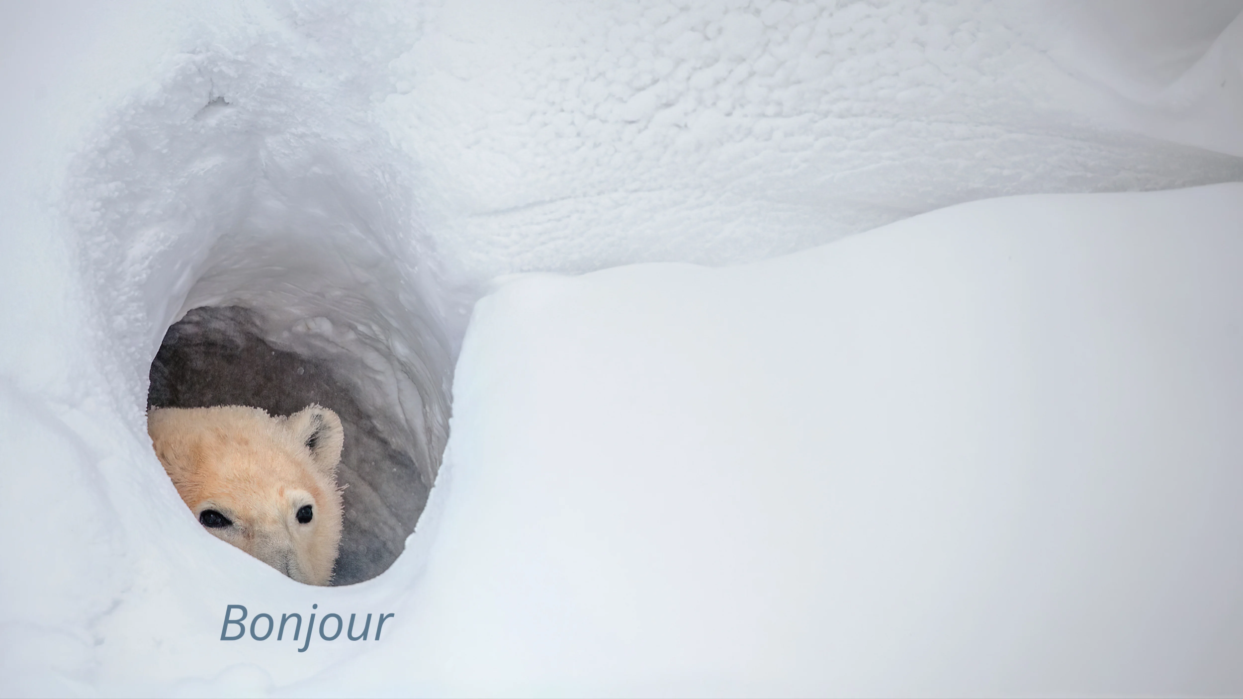 Blank Bonjour Bear HD Blank Meme Template
