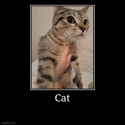 Cat | | image tagged in funny,demotivationals | made w/ Imgflip demotivational maker