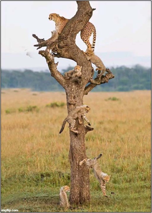 Who Knew Cheetahs Grew On Trees ? | image tagged in cats,cheetah,tree | made w/ Imgflip meme maker