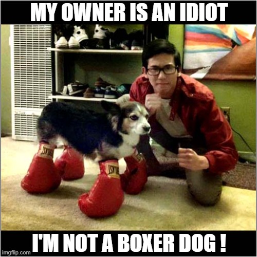 This Is So Humiliating ! | MY OWNER IS AN IDIOT; I'M NOT A BOXER DOG ! | image tagged in dogs,boxer,humiliation | made w/ Imgflip meme maker