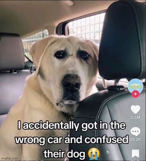 oh my | image tagged in dogs,dog,funny,memes,car,tiktok | made w/ Imgflip meme maker