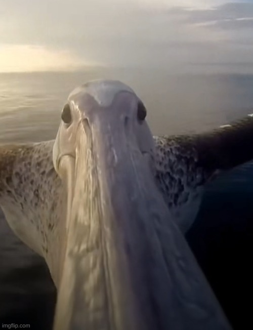 Pelican | image tagged in pelican | made w/ Imgflip meme maker