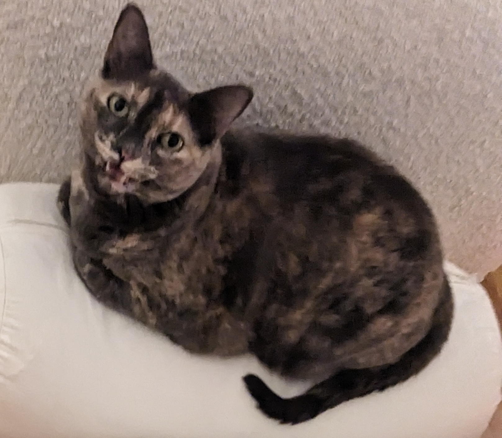 Meowy cat Blank Meme Template