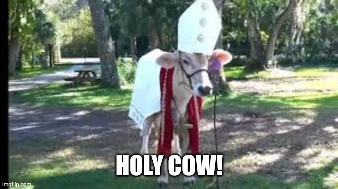 Holy cow | HOLY COW! | image tagged in holy cow | made w/ Imgflip meme maker