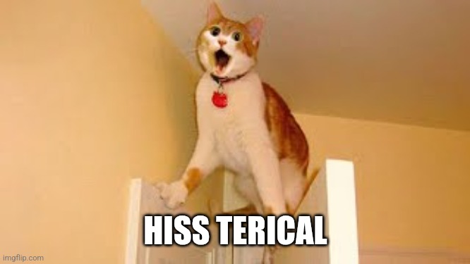 Hiss terical cats | HISS TERICAL | image tagged in hissterical | made w/ Imgflip meme maker