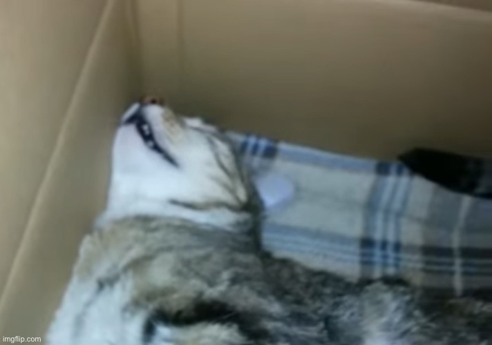 Bro does NOT need sleep that much | made w/ Imgflip meme maker