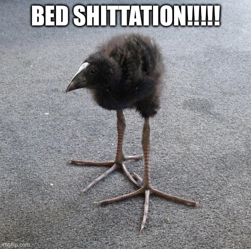 Pukeko chick | BED SHITTATION!!!!! | image tagged in pukeko chick | made w/ Imgflip meme maker