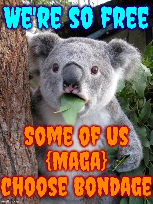 Freedom | We're so free; Some of us
{Maga}
choose bondage | image tagged in memes,surprised koala,freedom,freedom of speech,freedom of the press,religious freedom | made w/ Imgflip meme maker