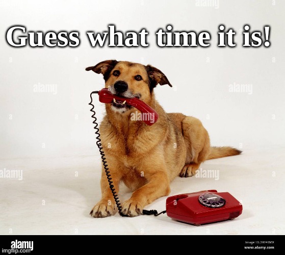 Guess what time | Guess what time it is! | image tagged in dog and phone | made w/ Imgflip meme maker