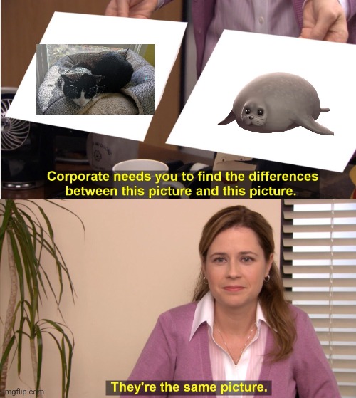 Bow is a seal | image tagged in memes,they're the same picture | made w/ Imgflip meme maker