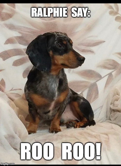 Our little baby boy... | RALPHIE  SAY:; ROO  ROO! | image tagged in dachshund,dachshunds,pets,cute,cute dog | made w/ Imgflip meme maker