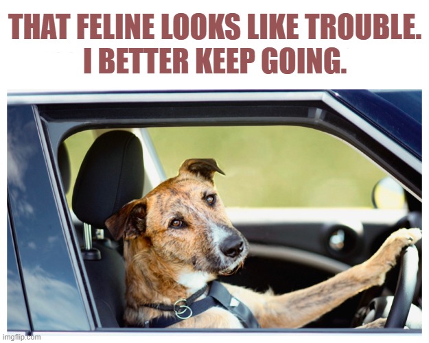 Uber dog | THAT FELINE LOOKS LIKE TROUBLE.
I BETTER KEEP GOING. | image tagged in dog driving,uber,no cats | made w/ Imgflip meme maker